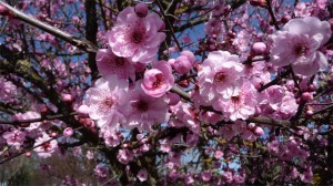Sonoma Cherry Blossoms