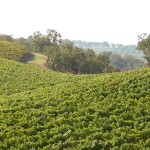 Vineyard Parcel in Chalk Hill