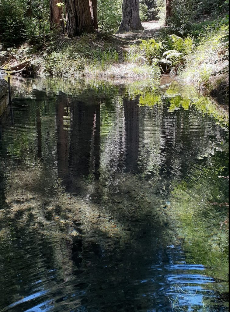 swimming hole reflects redwood trees.