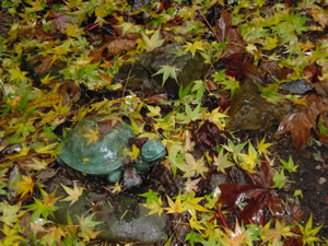 Sonoma Rain Japanese maple leaves