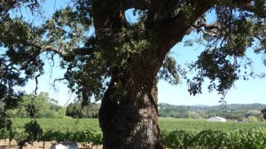 Ancient Oak in Dry Creek Valley