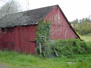 Old Roblar Road barn near Petaluma