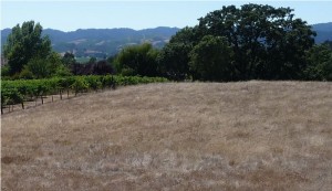 Views over Russian River Valley from a Chalk Hill parcel