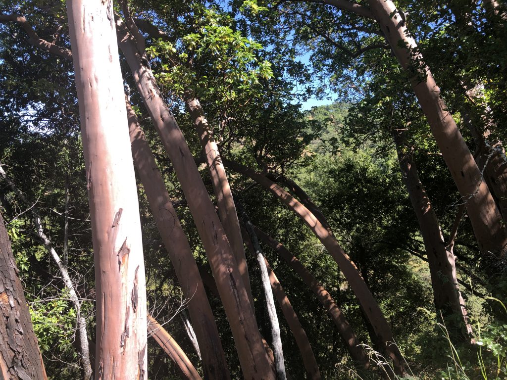 Madrone trees